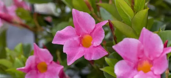 Mandevilla sanderi 'Diamantina'®