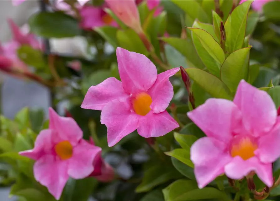 Mandevilla sanderi 'Diamantina'®