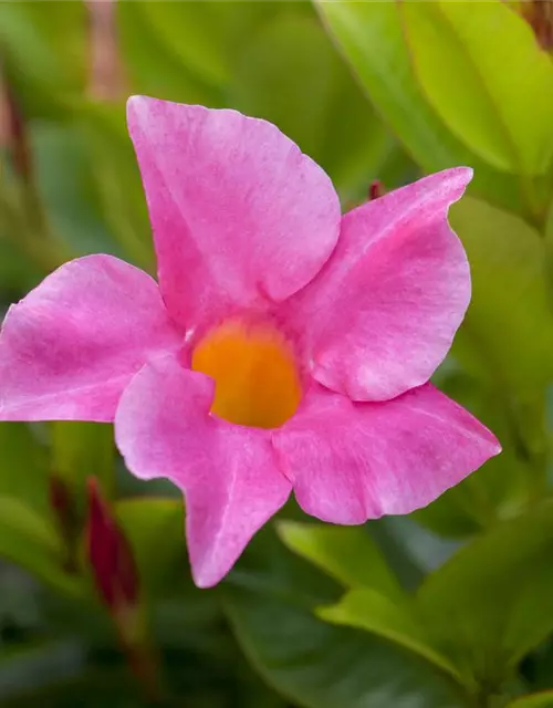 Mandevilla sanderi 'Diamantina'®