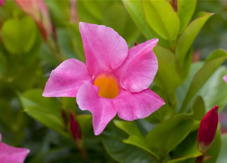 Mandevilla sanderi 'Diamantina'®