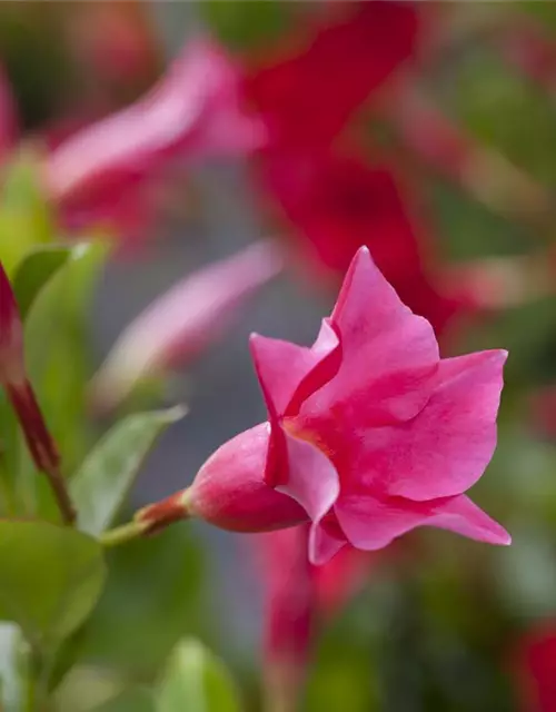 Mandevilla sanderi 'Diamantina'®