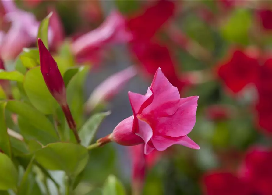 Mandevilla sanderi 'Diamantina'®