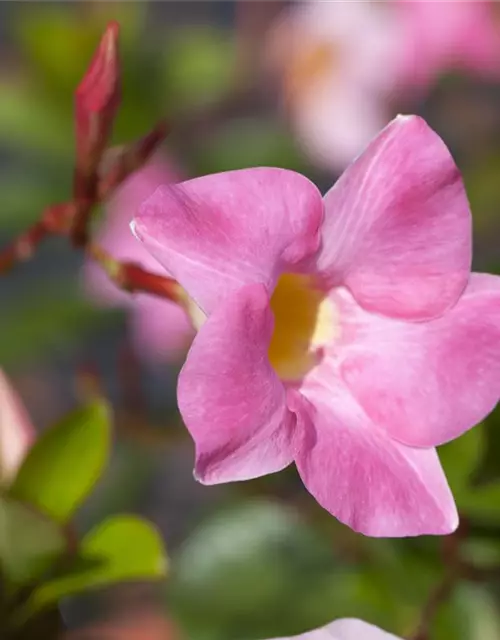 Mandevilla sanderi 'Diamantina'®