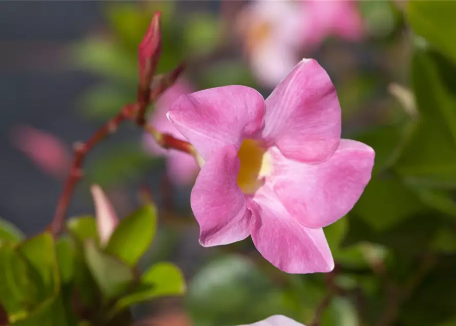 Mandevilla sanderi 'Diamantina'®