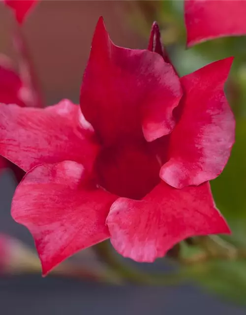 Mandevilla sanderi 'Diamantina'®