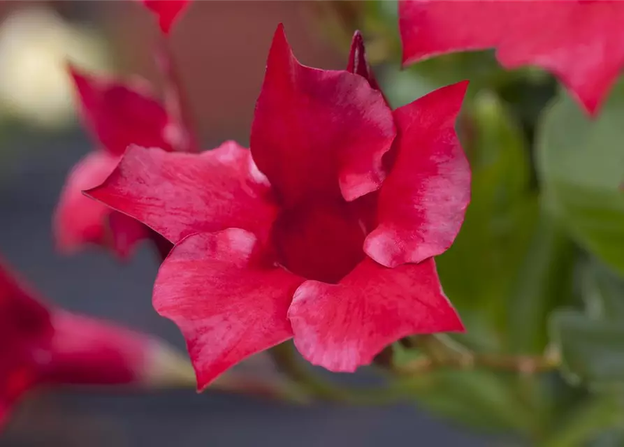 Mandevilla sanderi 'Diamantina'®