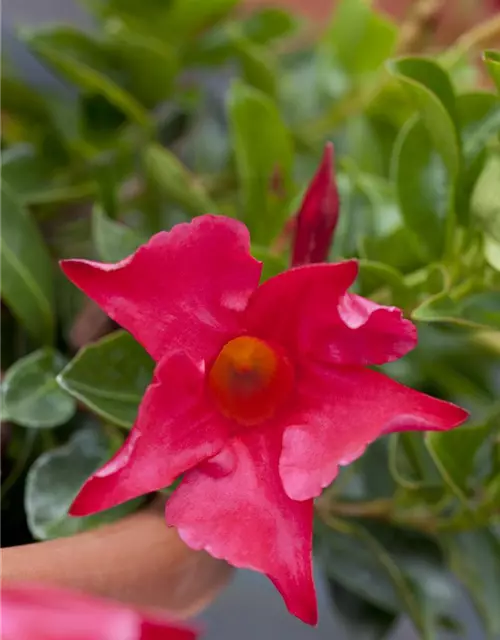 Mandevilla sanderi 'Diamantina'®