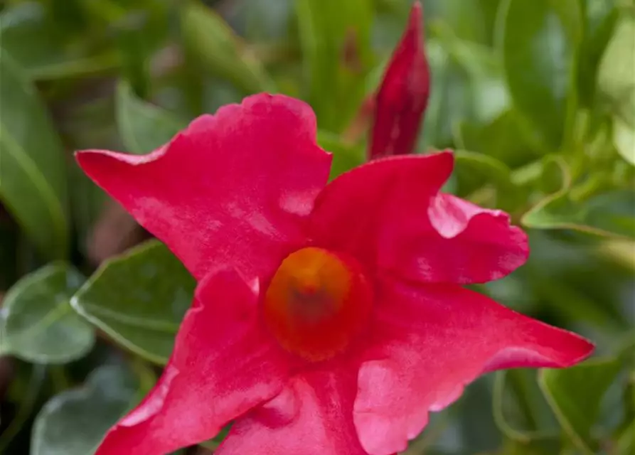 Mandevilla sanderi 'Diamantina'®