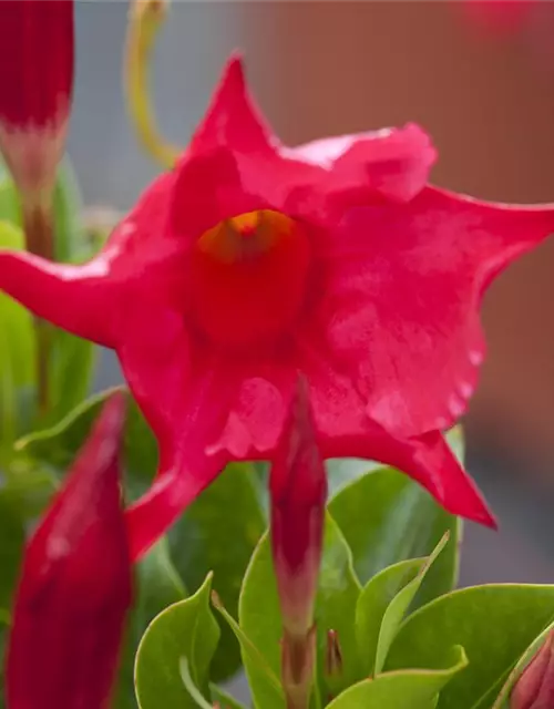 Mandevilla sanderi 'Diamantina'®