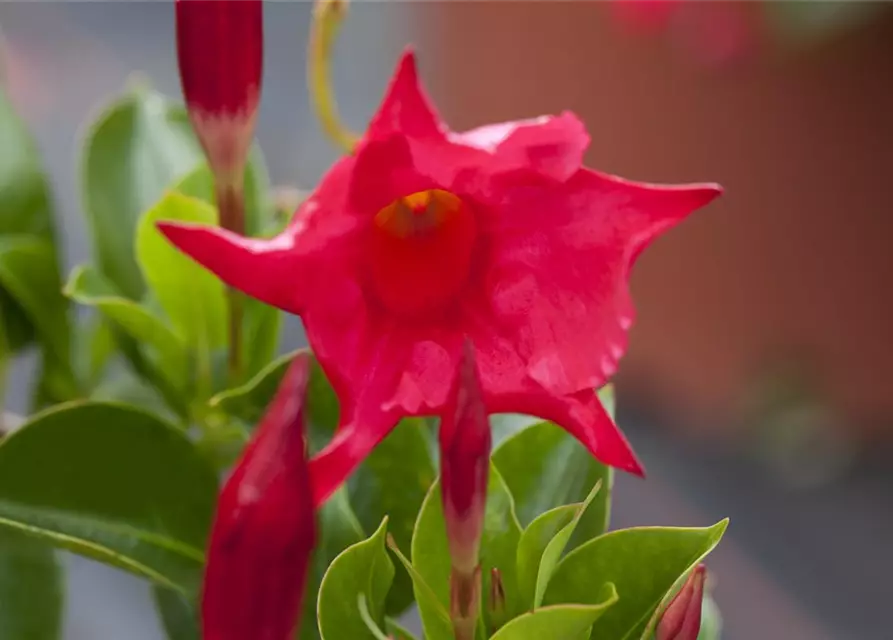 Mandevilla sanderi 'Diamantina'®