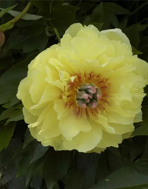 Paeonia x suffruticosa, gelb