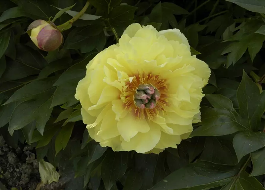 Paeonia x suffruticosa, gelb