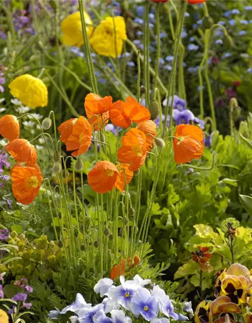 Papaver nudicaule