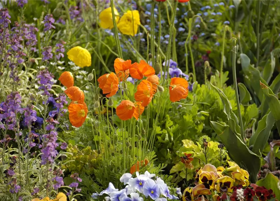 Papaver nudicaule