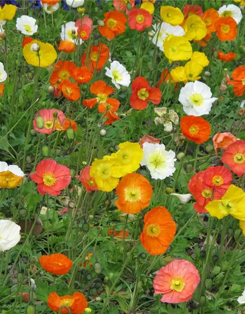 Papaver nudicaule