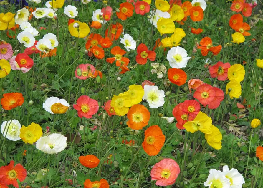 Papaver nudicaule