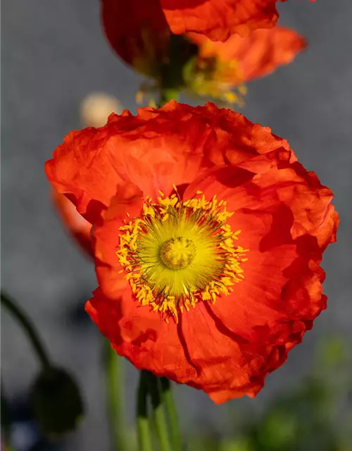 Papaver nudicaule