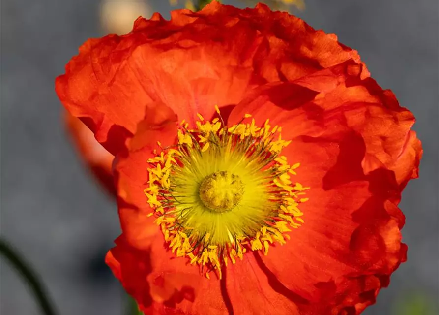 Papaver nudicaule