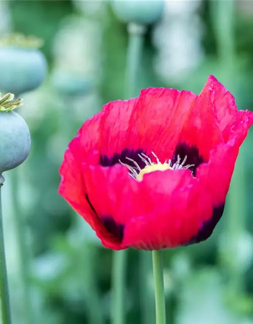 Papaver orientale