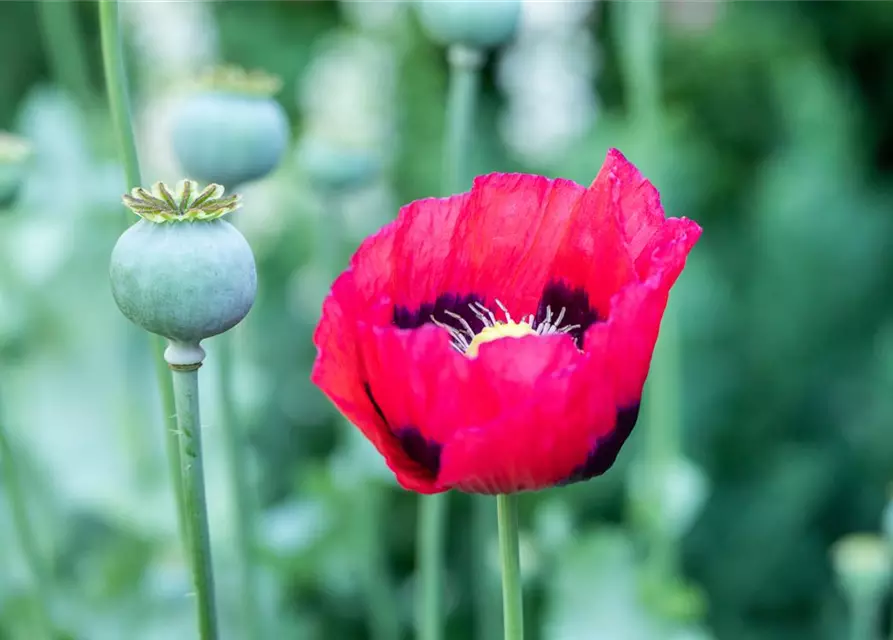 Papaver orientale