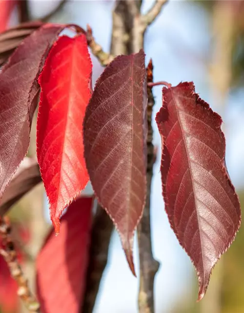 Prunus serrulata 'Royal Burgundy'®