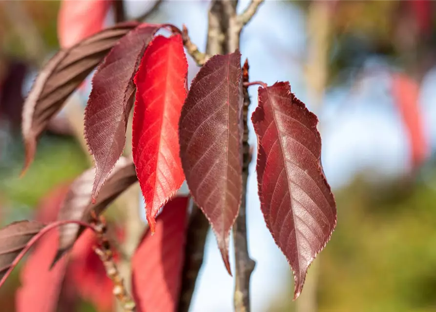 Prunus serrulata 'Royal Burgundy'®