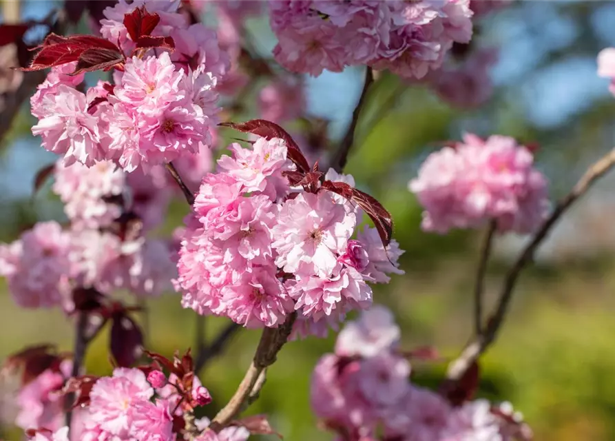 Prunus serrulata 'Royal Burgundy'®