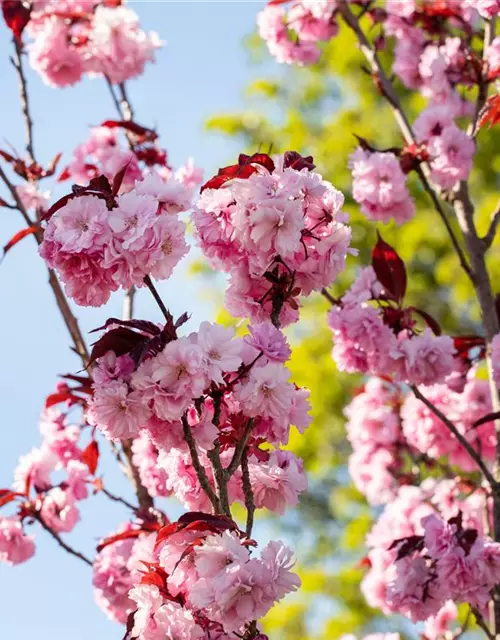 Prunus serrulata 'Royal Burgundy'®