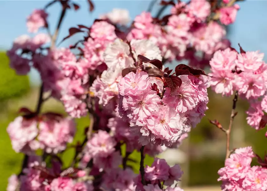 Prunus serrulata 'Royal Burgundy'®