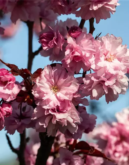 Prunus serrulata 'Royal Burgundy'®