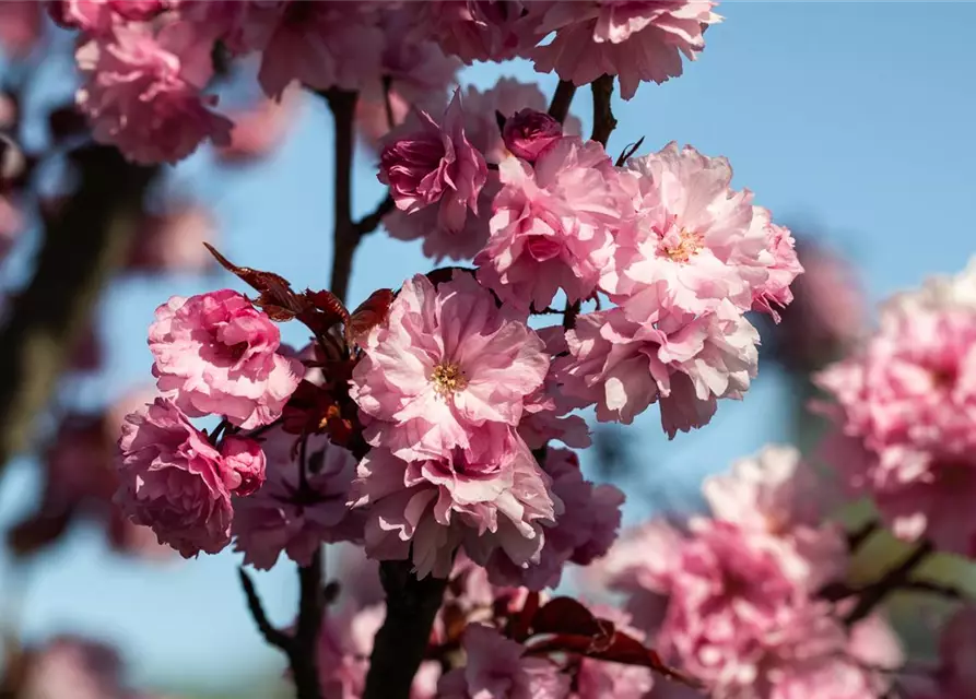 Prunus serrulata 'Royal Burgundy'®