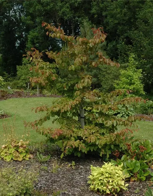 Parrotia persica