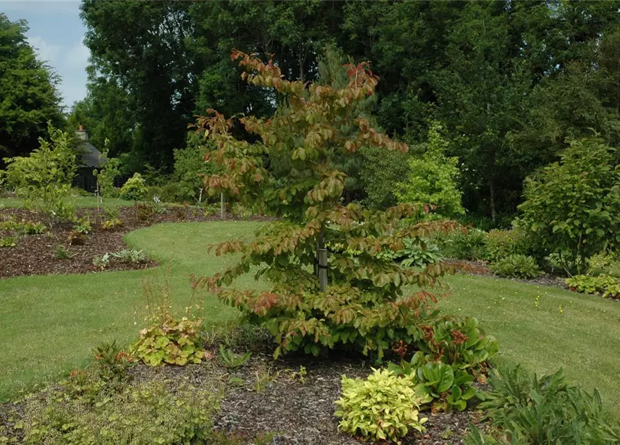 Parrotia persica