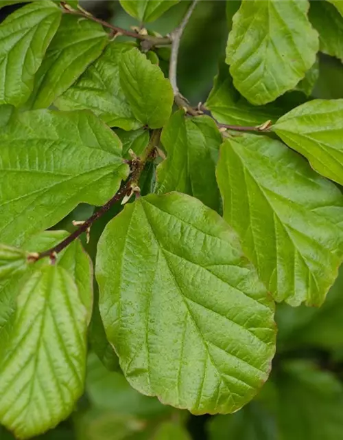 Parrotia persica