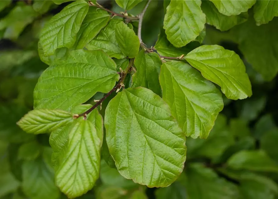 Parrotia persica