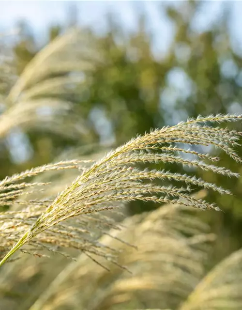 Miscanthus sinensis 'Kleine Fontäne'