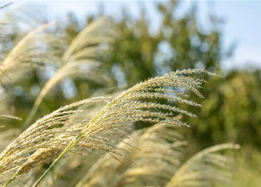 Miscanthus sinensis 'Kleine Fontäne'