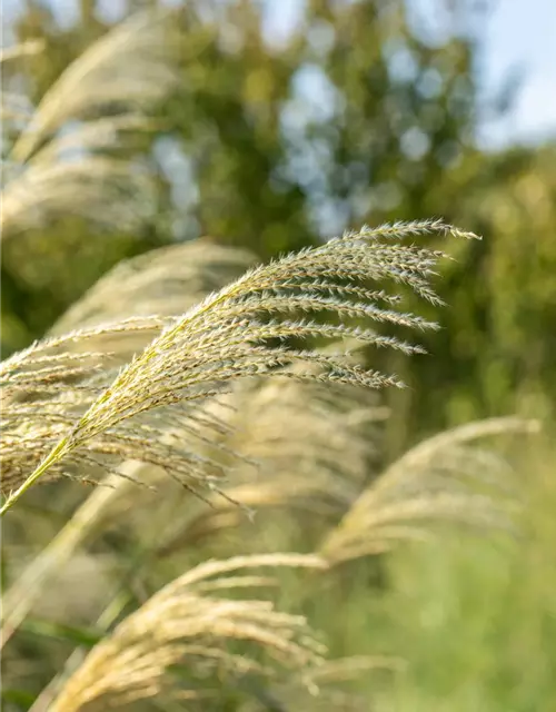 Miscanthus sinensis 'Kleine Fontäne'