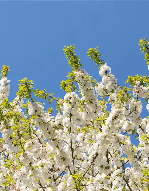 Prunus, Zierkirsche