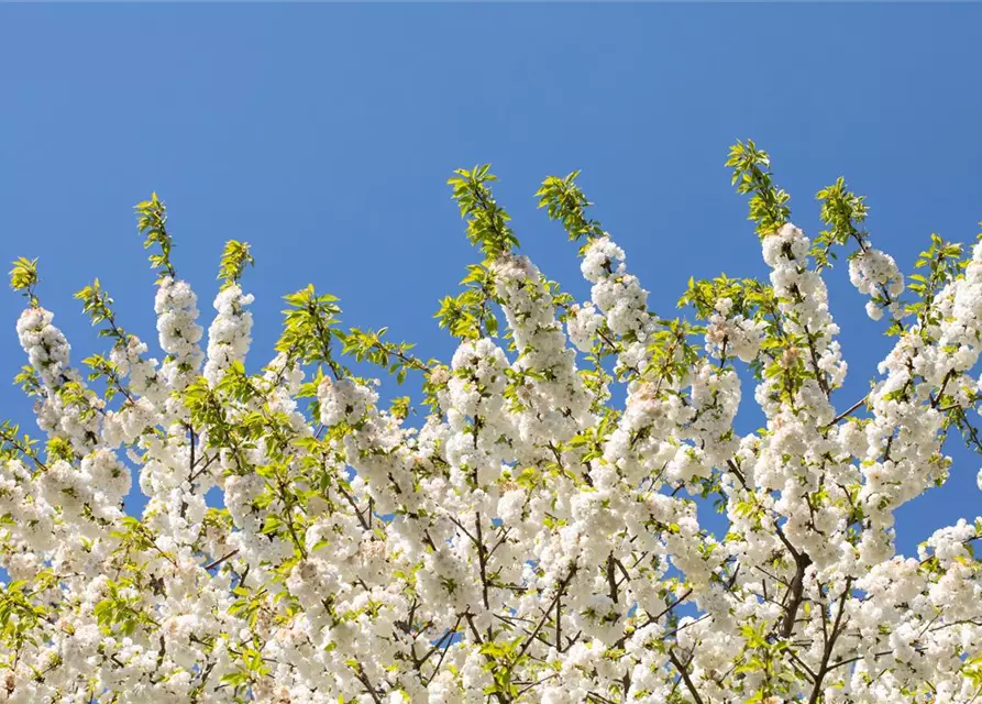 Prunus, Zierkirsche