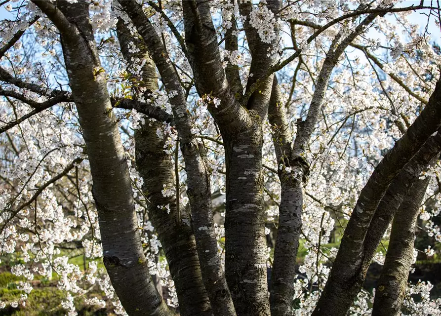 Prunus, Zierkirsche