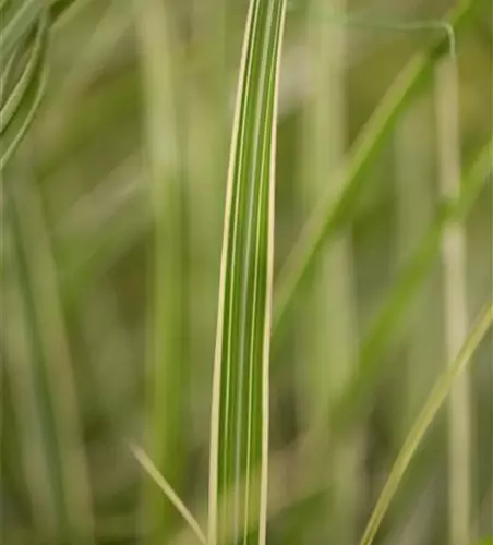 Miscanthus sinensis 'Variegatus'