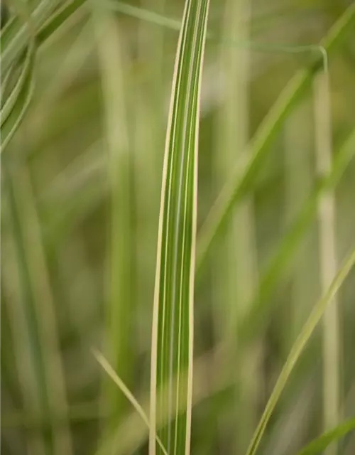 Miscanthus sinensis 'Variegatus'