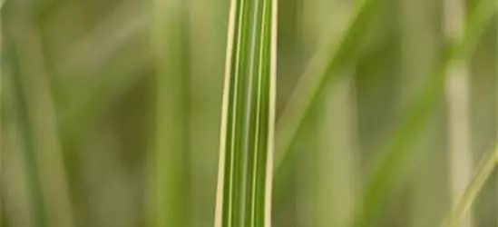 Miscanthus sinensis 'Variegatus'