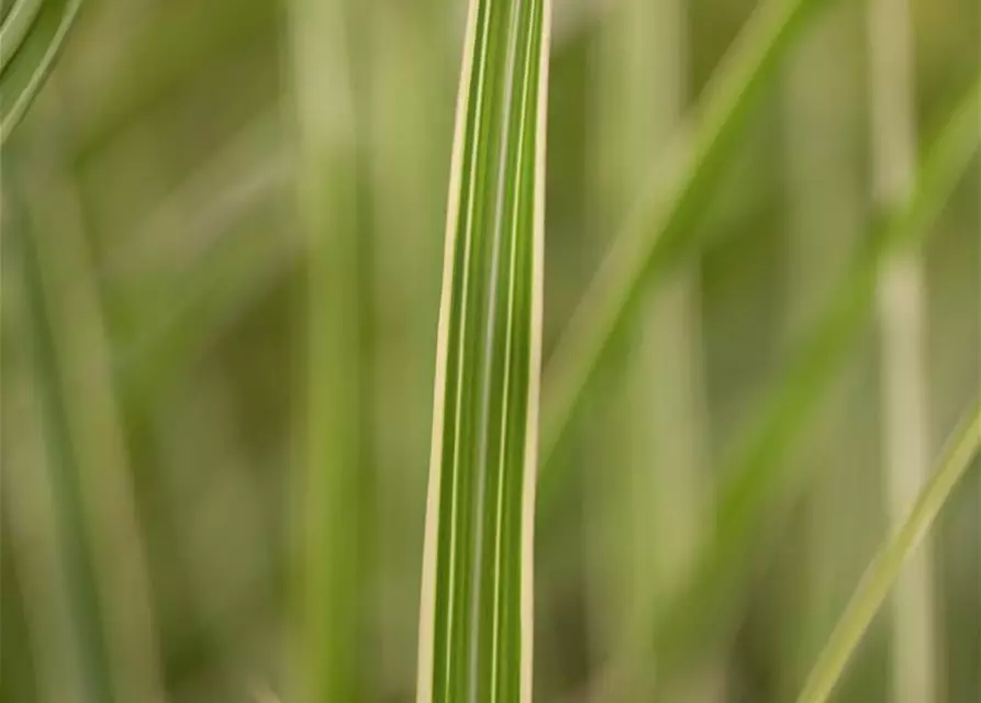 Miscanthus sinensis 'Variegatus'