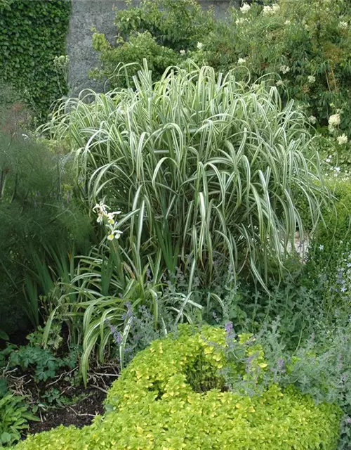 Miscanthus sinensis 'Variegatus'