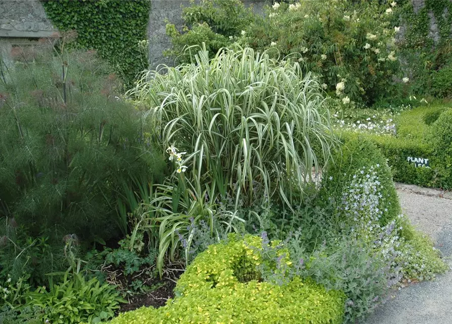 Miscanthus sinensis 'Variegatus'