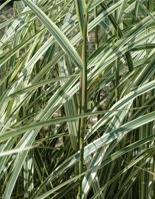 Miscanthus sinensis 'Variegatus'