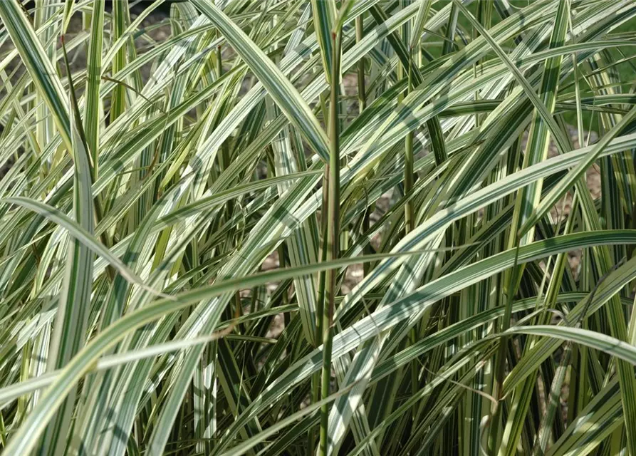 Miscanthus sinensis 'Variegatus'