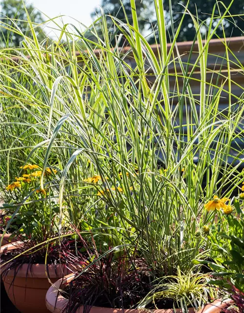 Miscanthus sinensis 'Variegatus'